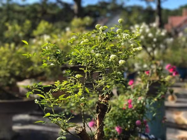 Giống hoa hồng này có tên gọi là hoa hồng xanh Eclair. Ảnh: Hoa hồng ngoại.