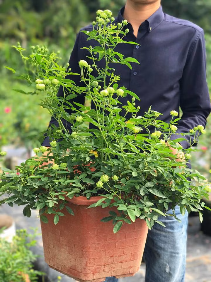 Màu xanh mới lạ khiến nhiều khách hàng tò mò, tỏ ra rất thích thú. Ảnh: Linhtrangrose.