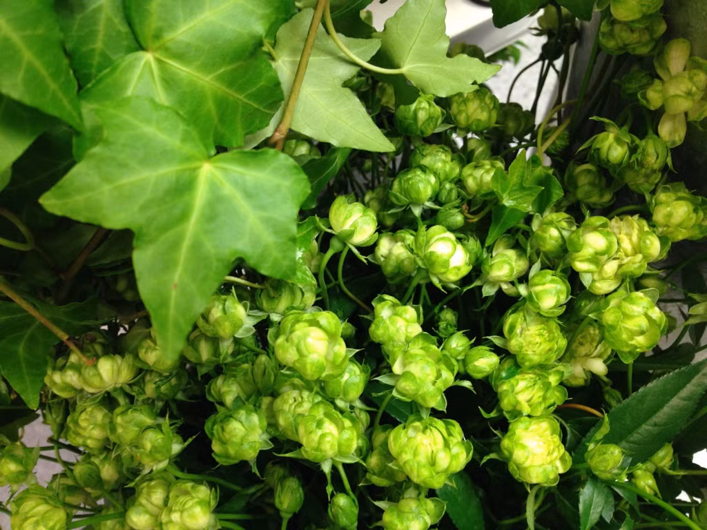 Hoa hồng xanh Eclair thuộc dạng cây bụi nhỏ nhắn cao khoảng 50-60 cm, tán lá xum xuê. Ảnh: Jelflower.