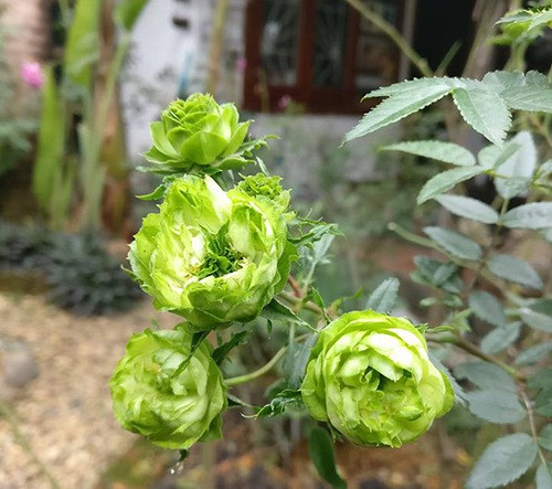 Hoa nhỏ nhắn từ 3-4 cm, màu xanh nhạt, đặc biệt hoa mọc chùm rất nhiều bông trên một nhánh. Ảnh: Hungthinhgarden.