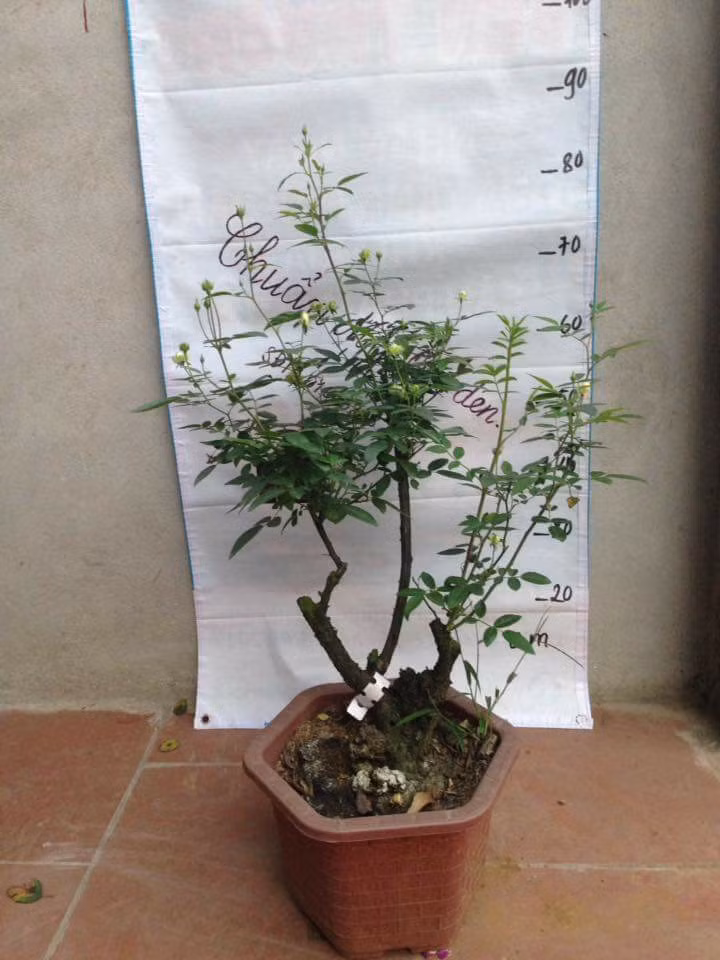 Cũng như nhiều loại hoa hồng khác, bonsai hoa hồng xanh được tạo nhiều dáng thế khác nhau. Ảnh: Fb Lưu Phú.