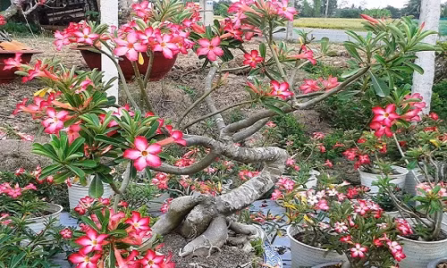 Chậu bonsai hoa sứ đầu rồng mình rắn, đầu rồng có vây tỏa ra chia bộ ba rất đều đặn. Ảnh: Vuonsulongan.