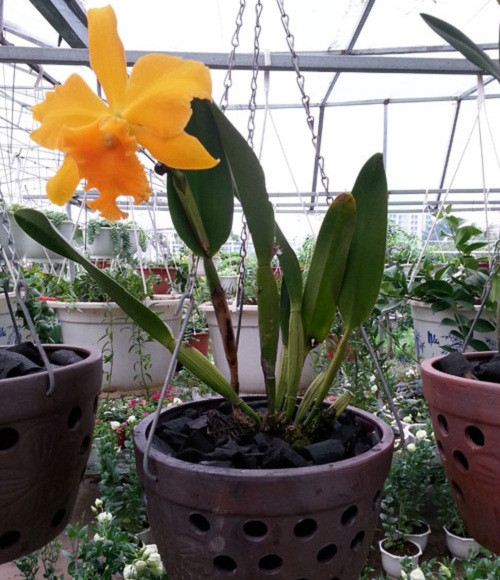 Lan nữ hoàng Cattleya nổi tiếng bởi vẻ đẹp rực rỡ, bền lâu và có hoa quanh năm. Những chậu hoa lan nữ hoàng treo trên ban công mang đến vẻ sang trọng. Ảnh: Caycanhthanglong.