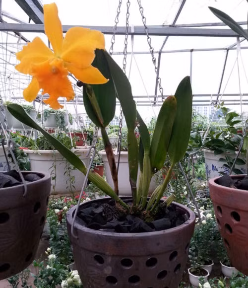 Lan nữ hoàng Cattleya nổi tiếng bởi vẻ đẹp rực rỡ, bền lâu và có hoa quanh năm. Những chậu hoa lan nữ hoàng treo trên ban công mang đến vẻ sang trọng. Ảnh: Caycanhthanglong.