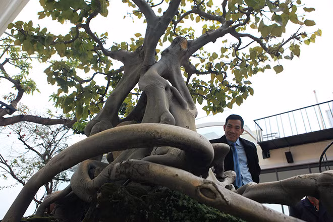 Theo nhiều nghệ nhân đánh giá, đây là một cây bồ đề rất hoàn thiện từ rễ, bệ, thân, cành, chi, dăm, lá.