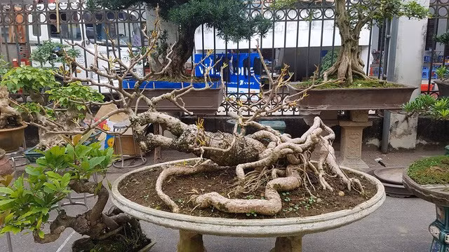 Bonsai cóc cổ có bộ rễ "quái vật" vạn người mê. Ảnh: GĐ&amp;XH.