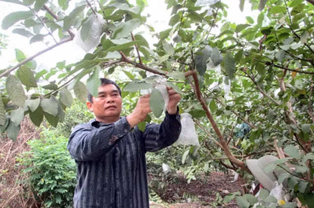 Vài năm trở lại đây, ổi lê Đài Loan trở thành loại cây ăn quả giúp người dân Hưng Yên làm giàu dễ dàng. Ảnh: Baohungyen.