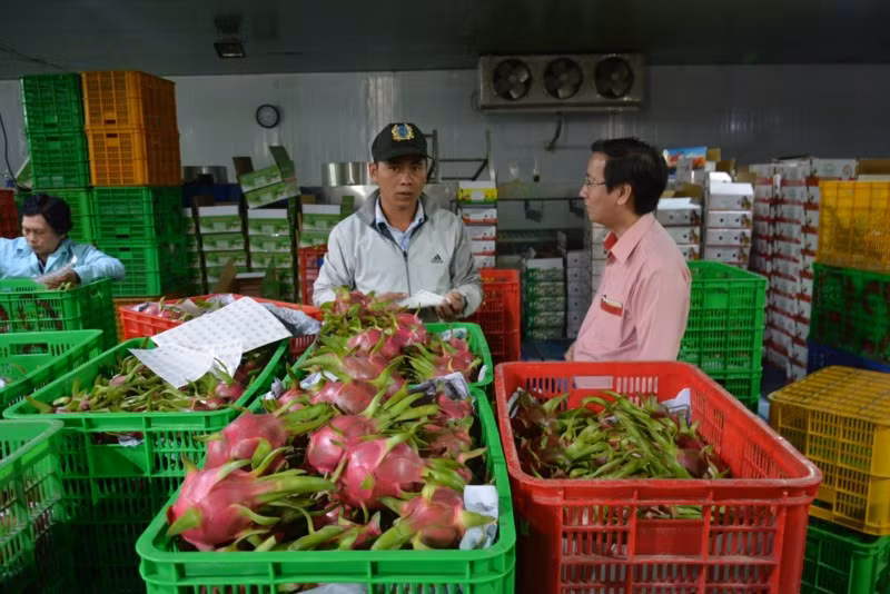 Thanh long là loại trái cây đầu tiên của Việt Nam được xuất khẩu vào thị trường Mỹ. Theo thống kê, lượng xuất khẩu thanh long vào Mỹ tăng theo năm. Ảnh: Plo.