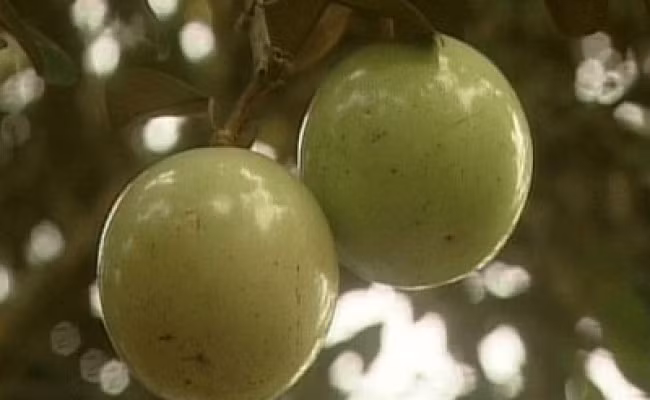 Như vậy sau 10 năm đàm phán, đặc sản trái cây Việt Nam này đã chính thức có "visa" vào Mỹ. Việt Nam cũng là nước đầu tiên được cấp phép xuất khẩu vú sữa sang thị trường Mỹ. Ảnh: Safety-fruits.