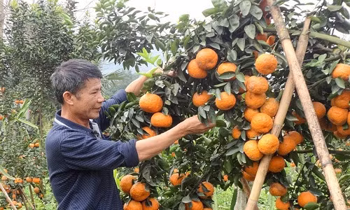 Trung bình mỗi hecta cam cho thu hoạch từ 20-25 tấn. Những cây dày quả phải cho từ 3-4 tạ cam. Ảnh: Dân Việt.