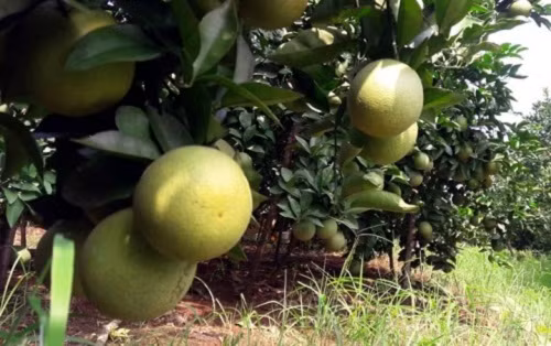 Trong khi hàng chục ha cam khác ở huyện Quỳ Hợp, Nghệ An bị ngâm trong biển nước vì đợt lũ lịch sử vừa qua thì những vườn cam Vinh ở vị trí cao mang lại nguồn thu nhập rất lớn cho người nông dân. Ảnh: VOV.