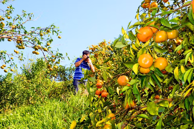 Những cây cam chín mọng, vàng ươm rủ kín lối đi còn là cảm hứng cho khách tham quan chụp ảnh. Ảnh: Báo Quảng Ninh.