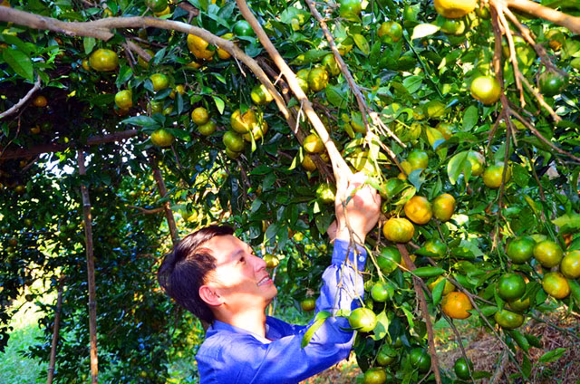 Một vườn cam Vạn Yên (huyện Vân Đồn, Quảng Ninh) được mùa bội thu. Ảnh: Báo Quảng Ninh.