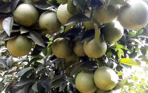 Vườn cam Vinh cho quả sai trĩu cành. Ảnh: VOV.