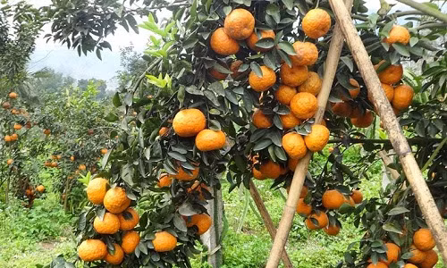 Vườn cam sành tại xã Vĩnh Hảo, Bắc Quang, Hà Giang khiến không ít người phải mê mẩn. Ảnh: Dân Việt.