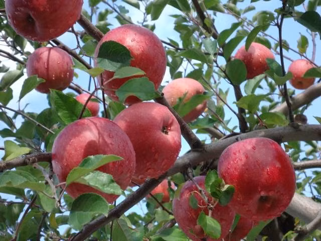 Trong quá trình chăm sóc, người trồng còn cắt bỏ hoa và trái nhỏ để tập trung dinh dưỡng cho các trái lớn. Ảnh: Aptinet.