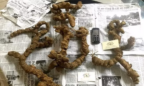 Còn đây là 4 củ tam thất hoang nặng 3,2kg nhưng có giá 100 triệu đồng. Trong 4 củ, có 2 củ nặng 0,9kg/củ, 1 củ nặng 0,6kg và 1 củ nặng 0,8kg, khoảng 20 năm tuổi. Ảnh: Vietnamnet.