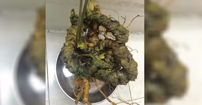 Theo anh Cường, đây là loại tam thất rừng lõi vàng - một trong những loại tam thất chất lượng tốt nhất. Ước tính củ tam thất này có tuổi đời trên 50 năm. Ngay sau đó, bộ ba củ tam thất rừng được bán cho đại gia Đài Loan với giá 180 triệu đồng. Ảnh: Vietnamnet.