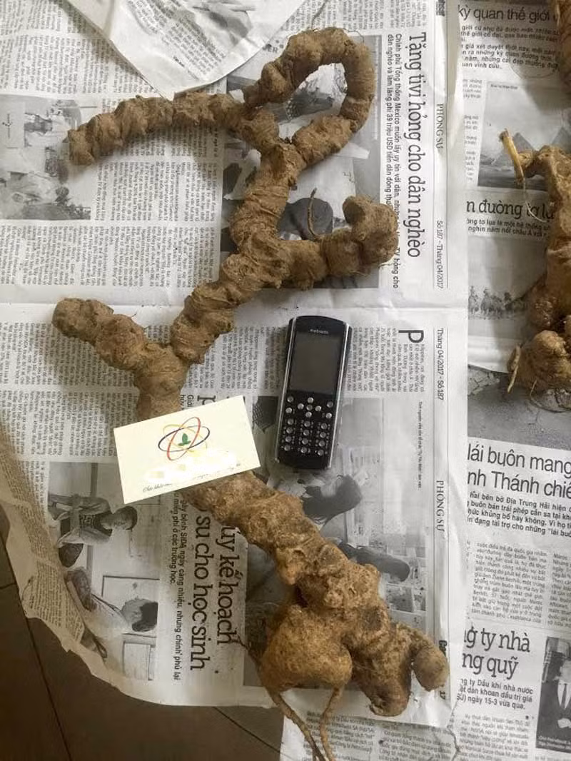 Tam thất hoang được khai thác hoàn toàn tự nhiên, ở trong những khu rừng có độ cao lên đến trên 1.000m so với mực nước biển. Ảnh: Vietnamnet.