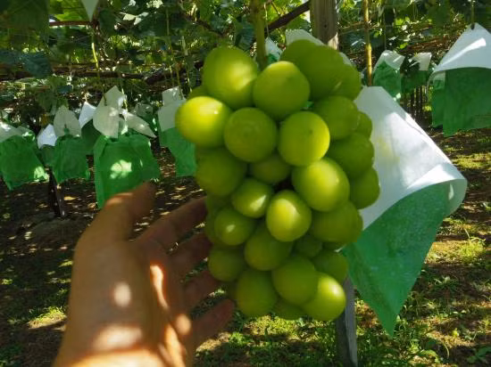 Được trồng kiểu “1 nhánh 1 chùm” theo phương pháp hữu cơ, nho mẫu đơn hấp thụ tối đa các chất dinh dưỡng, cho chất lượng ngon nhất. Ảnh: Shop-pro.