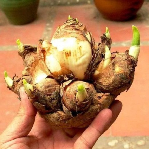 Năm nay, do dư 2 tháng 6 nên Tết 2018 đến muộn hơn, đồng nghĩa với việc củ giống hoa thủy tiên bị già hơn. Chính vì vậy, bạn cần chọn củ căng đều, vỏ còn sáng màu không bị thâm, nhăn, héo. Ảnh: Hatgiong247.