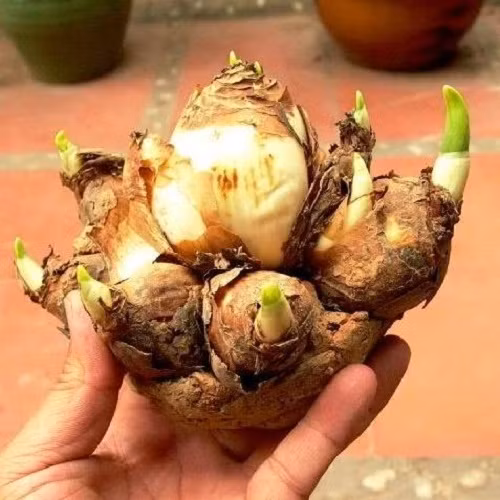 Năm nay, do dư 2 tháng 6 nên Tết 2018 đến muộn hơn, đồng nghĩa với việc củ giống hoa thủy tiên bị già hơn. Chính vì vậy, bạn cần chọn củ căng đều, vỏ còn sáng màu không bị thâm, nhăn, héo. Ảnh: Hatgiong247.