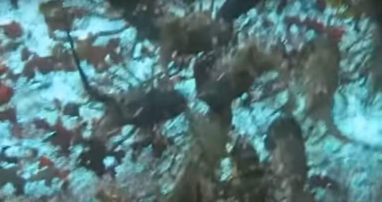 Mỗi lồng tôm có khoảng 100 con. Ảnh: Youtube.