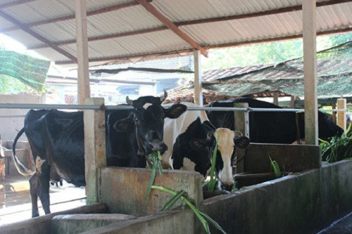 Bò không được vắt sữa đúng giờ sẽ bứt dứt khó chịu. Trước đây, phải vắt sữa bằng tay nhưng hiện giờ đã có máy vắt nên đỡ hơn một phần. Ảnh: Zing.