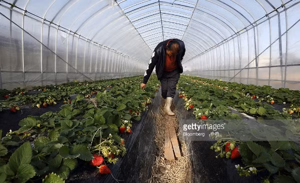 Dâu tây được trồng theo hàng, thẳng tắp. Ảnh: Getty Image.