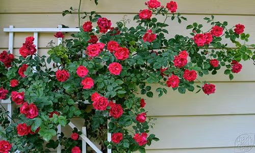 Sau khi trồng khoảng từ 15 - 20 ngày, cây mọc khoảng được 1 mét thì tiến hành ngắt ngọn để cây mọc ra nhiều nhánh, nhiều chồi non. Ảnh: Hương sắc Việt.