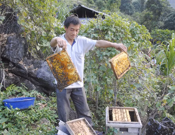 Với việc sản xuất này, họ đã cho ra những lít mật ong nguyên chất không bị pha tạp. Ảnh: Báo Hà Giang.