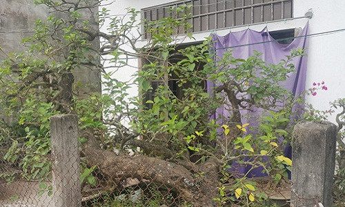 Theo anh Ngô Văn Tuyền ở xóm 9, xã Nghĩa Thành, huyện Nghĩa Hưng (Nam Định), cây kiểng độc đáo trên của anh có thể có gần 100 năm tuổi và cao hơn 2m, có dáng siêu đẹp. "Không giống như các loại cây cảnh khác, vọng cách có cành và thân rất giòn và dễ gẫy nên để làm được ra một cây như hiện tại là vô cùng khó và kì công" - anh Tuyền nói.