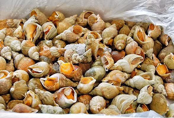 Một kg ốc Bulot nhìn khá nhiều (khoảng 40-60 con/kg) nhưng vỏ cũng khá nặng. Ảnh: Travelsignposts.