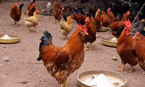 Khác với gà thường, gà Tiên Yên hay còn gọi là gà râu có chân thấp, lông màu hoa mơ, nâu, xám, tía hay tro vàng, da vàng. (Ảnh: Vietnamnet)