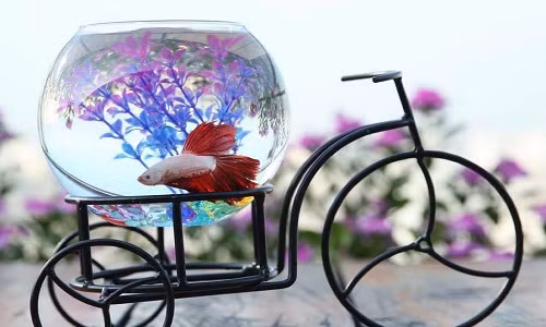 Được làm bằng thủy tinh pha lê, trong suốt, ko vết, có đế, bể cá mini là món quà thú vị để trang trí bàn là việc hay bàn uống nước. Ảnh: Facebook.