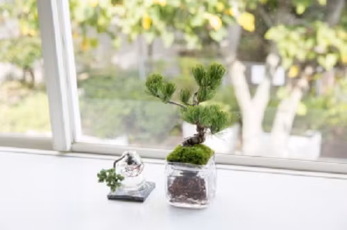 Đặt gần cửa sổ, có nhiều ánh sáng, aqua bonsai sẽ phát triển xanh tươi. Ảnh: Aquabonsai.