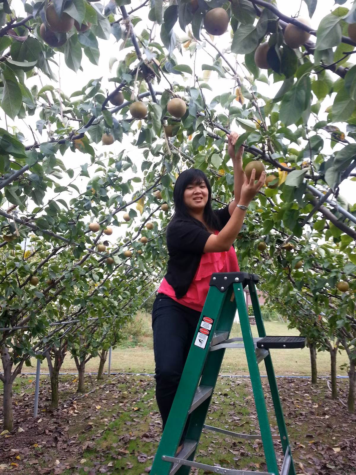 Được chọn kỹ từ cây giống nên lê Hàn Quốc phát triển khá đều. Người trồng còn làm giàn cho vườn lê. Ảnh: Blogspot.