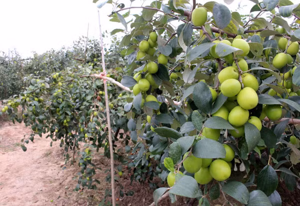 Táo Bàng La được trồng trên thửa ruộng muối. Có lẽ nhờ nét đặc trưng riêng này mà táo ngọt, giòn, thơm mọng nước mà hiếm vùng nào có được. Ảnh: Haiphongaz.
