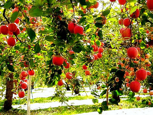 Từng quả táo được lựa chọn một cách nghiêm ngặt, trải qua công đoạn đo chỉ số về màu sắc, độ lớn, độ ngọt, độ chua, độ chín. Ảnh: Pinterest.