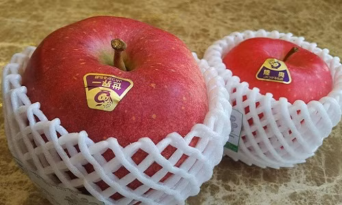 Mỗi quả táo Sekai Ichi nặng 1kg, có quả nặng tới 2kg. Táo được thụ phấn bằng tay tỉ mỉ. Mỗi quả táo sau khi thu hoạch được rửa trong mật và dán nhãn thủ công. Đây chính là lý do khiến táo Sekai Ichi có giá 21 USD/ quả (tương đương 420.000 đồng). Ảnh: 3fmart.