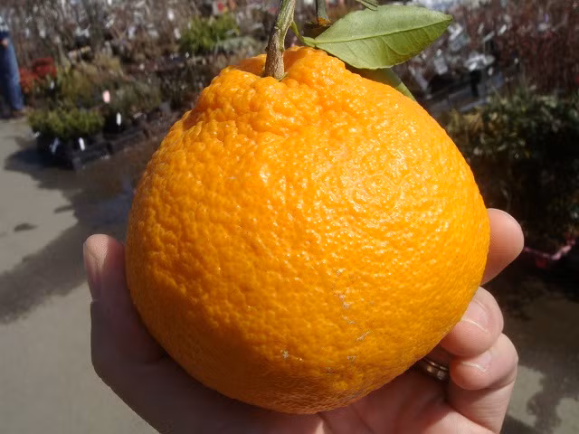 Cam lai quýt Dekopon nổi tiếng với vị ngọt đậm và một lớp vỏ căng mọng. Một hộp cam Dekopon (6 quả) có giá 80 USD, tức mỗi quả 13 USD (gần 300.000 đồng). Ảnh: Rakuten.