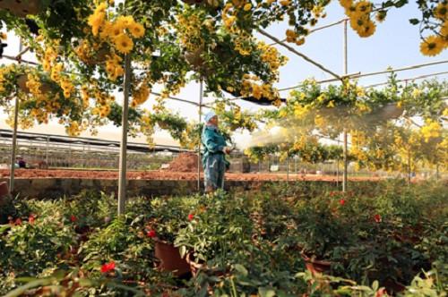 Theo chia sẻ của các nhà vườn Xuân Quan, hầu hết các loại hoa có thể nở đúng dịp Tết Mậu Tuất. Ảnh: Baohungyen.