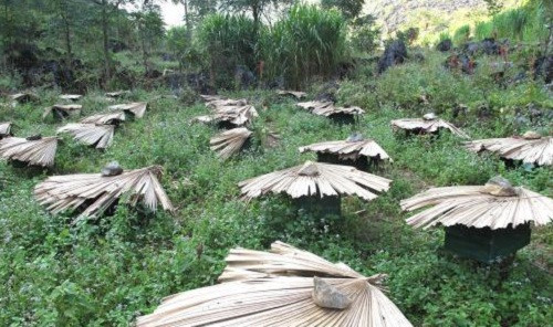 Họ trồng theo phương thức truyền thống, trồng hoa ở quanh khu vực nuôi ong để chúng ra hút mật nhanh nhất. Ảnh: TTXVN.