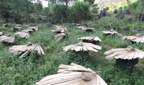 Họ trồng theo phương thức truyền thống, trồng hoa ở quanh khu vực nuôi ong để chúng ra hút mật nhanh nhất. Ảnh: TTXVN.