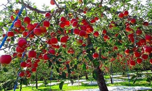 Những cây táo trĩu quả trông thích mắt. Ảnh: Kyuhoshi.