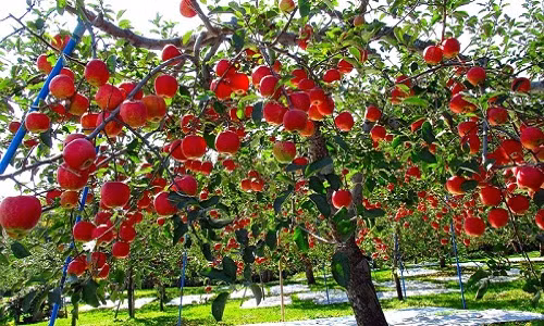 Những cây táo trĩu quả trông thích mắt. Ảnh: Kyuhoshi.