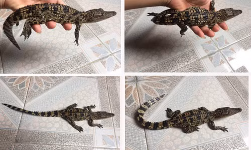 Chính vì vậy mà hiện nay, ở Việt Nam người ta vẫn coi nuôi cá sấu cảnh là mốt chơi của giới nhà giàu. Ảnh: Blogspot.