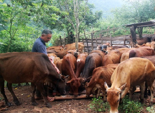 Ông Cụt Bún Ma được bà con biết đến như là người tiên phong “khai hoang mở cõi” biến vùng đất cằn Pu Thoong, xã Nậm Cắn, Kỳ Sơn (Nghê An) hành trang trại rộng gần 19 ha trù phú giữa đại ngàn. Ảnh: Báo Nghệ An.