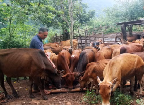 Ông Cụt Bún Ma được bà con biết đến như là người tiên phong “khai hoang mở cõi” biến vùng đất cằn Pu Thoong, xã Nậm Cắn, Kỳ Sơn (Nghê An) hành trang trại rộng gần 19 ha trù phú giữa đại ngàn. Ảnh: Báo Nghệ An.