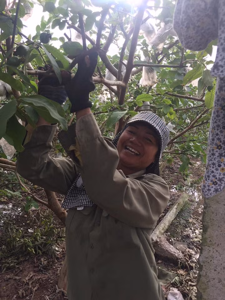 Trung bình một sào ổi lê Đài Loan cho thu hoạch khoảng 4 tấn quả. Với giá bán trung bình từ 10.000 - 15.000 đồng/kg, vườn ổi mang về thu nhập hàng trăm triệu đồng/năm cho bà con. Ảnh: FB Thu Nga..